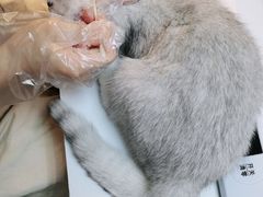 -lincat·猫舍(广州店)