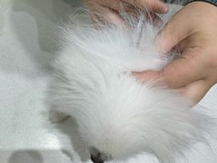 -派特宠物医院(圆融广场店)