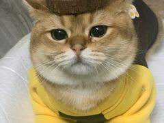 -袖虎·猫馆(体育西路店)
