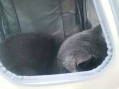 -小叮当动物医院·骨科·眼科