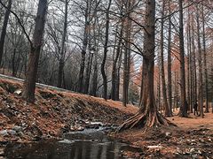 -白水寺森林公园