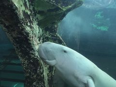 -悉尼海洋生物水族馆