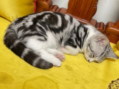 -lincat·猫舍(广州店)