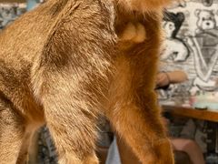 -猫小院猫主题餐厅(三里屯店)