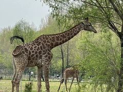 -哈尔滨北方森林动物园