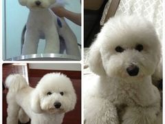 -骐奇宠物诊疗中心(南亭公路店)