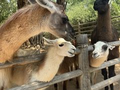 -鄂尔多斯野生动物园