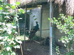 -柞水乾佑红门家菜