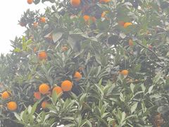 -串妹花式冰粉(乐山总店)