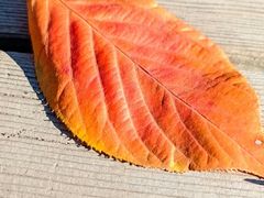 -羊亭河湿地公园