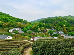 -龙井村