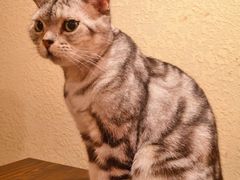 -猫友咖啡店(玉林西路店)