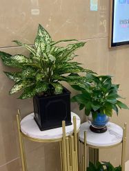 -泉州欧菲医疗美容
