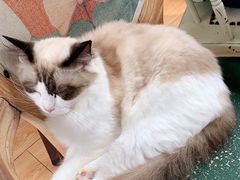 -猫小院猫主题餐厅(南锣旗舰店)