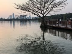 -海珠湖公园