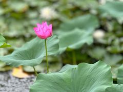 -泗洪洪泽湖湿地景区