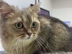 -艾贝尔宠物医院·24H转诊中心·肿瘤猫专科(江宁双龙店)