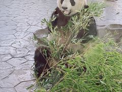 -上海野生动物园