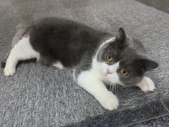 -爱洗澡的猫(天河路店)
