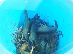 -光头佬钓虾场·烧烤·聚餐·亲子(金沙洲店)