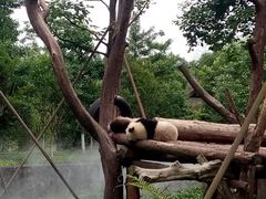 -都江堰中华大熊猫苑