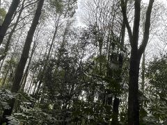 -上海滨江森林公园