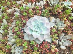 -花之城