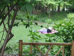 -上海共青森林公园