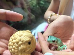 -帕帕拉兹宠物(亚洲旗舰店)