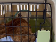 -四月宠物医院·猫专科·心脏专科·内科(转塘店)