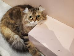 -猫儿山۰猫主题餐厅