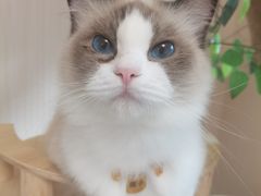 -唐小姐の私宠·宠物洗护美容·撸猫馆·购宠(周浦万达旗舰店)