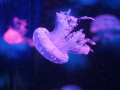 -梦幻海洋王国(吾悦广场张家港店)