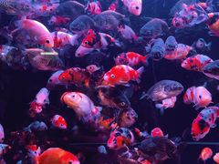 -华声天桥民俗文化园