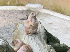 -合肥野生动物园