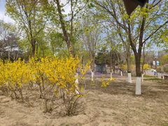 -大兴滨河森林公园