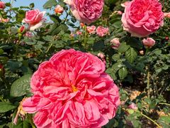 -人民公园(罗湖区)