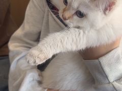 -伟伟宠物医院·瑞派猫友好医院·猫科(光谷店)