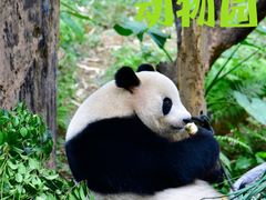 -广州长隆野生动物世界