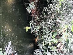 -广州兰圃