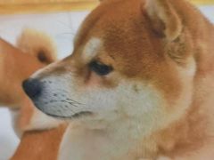-柴源莊·柴小宠柴犬咖啡