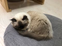 -猫和宫(六道口店)