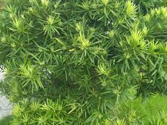 -东莞植物园