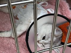 -宠颐生宠物医院·骨外科·犬猫全科诊疗中心(池州店)