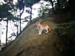 -罗田天堂寨风景区