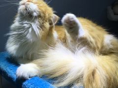 -喵的天空名猫咖啡馆·撸猫·猫舍·用品