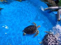 -泉城欧乐堡海洋极地世界