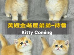 -小猫来了·猫舍(红山六九七九店)