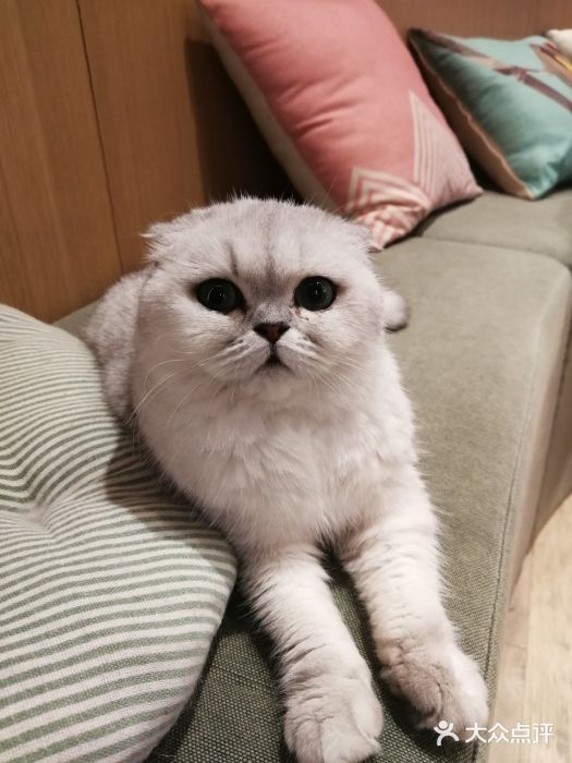 CAT’S MEWSTAR CAFE·喵星球猫屋(晴湾咖啡店)图片