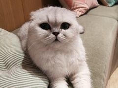 -CAT’S MEWSTAR CAFE·喵星球猫屋(晴湾咖啡店)